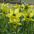 Buy Narcissus 'Mesa Verde' Bulbs online UK