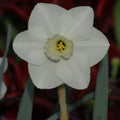 Buy Narcissus 'Misty Glen' Bulbs online UK