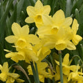 Buy Narcissus 'Moonlight Sensation' Bulbs online UK