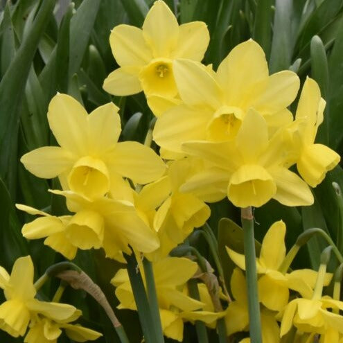 Buy Narcissus 'Moonlight Sensation' Bulbs online UK