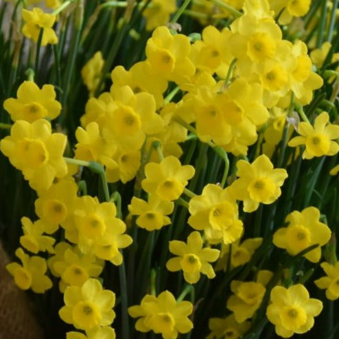 Buy Narcissus 'More And More' Bulbs online UK