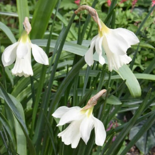 Buy Narcissus moschatus (Swan's Neck Daffodil) Bulbs online UK