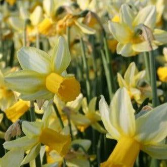 Buy Narcissus 'Mother Duck' Bulbs online UK