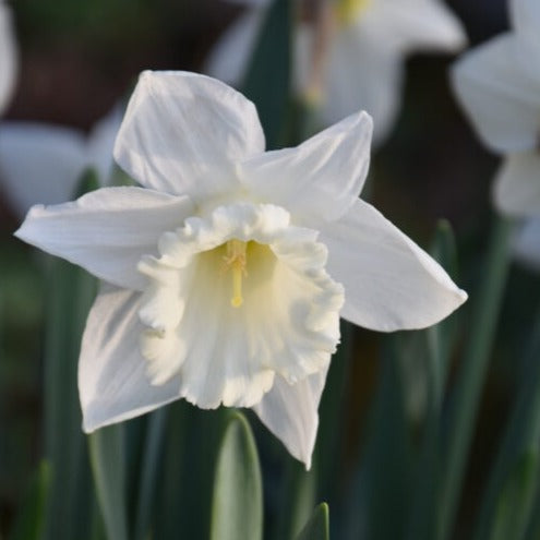 Buy Narcissus 'Mount Hood' Bulbs online UK