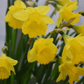 Buy Narcissus obvallaris (Tenby Daffodil) Bulbs online UK