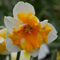Buy Narcissus 'Orangery' Bulbs online UK