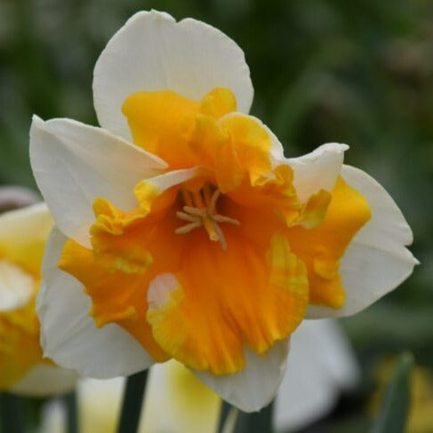 Buy Narcissus 'Orangery' Bulbs online UK