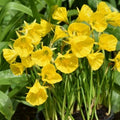 Buy Narcissus 'Oxford Gold' Bulbs online UK