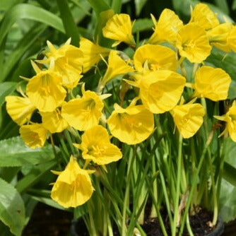 Buy Narcissus 'Oxford Gold' Bulbs online UK