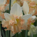 Buy Narcissus 'Palmares' Bulbs online UK