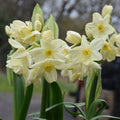 Buy Narcissus 'Paperwhite Omri' Bulbs online UK