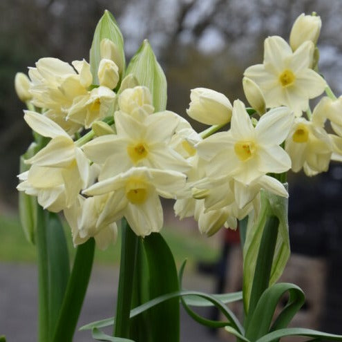 Buy Narcissus 'Paperwhite Omri' Bulbs online UK
