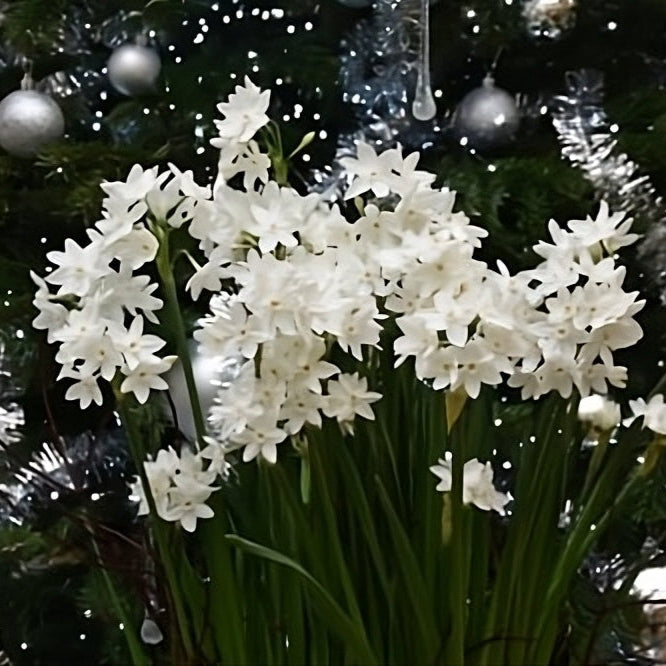 Buy Narcissus 'Paperwhite Ziva' Bulbs online UK