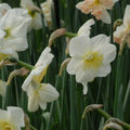 Buy Narcissus 'Papilion Blanc' Bulbs online UK
