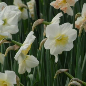 Buy Narcissus 'Papilion Blanc' Bulbs online UK