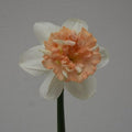 Buy Narcissus 'Petit Four' Bulbs online UK