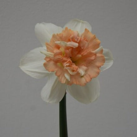 Buy Narcissus 'Petit Four' Bulbs online UK