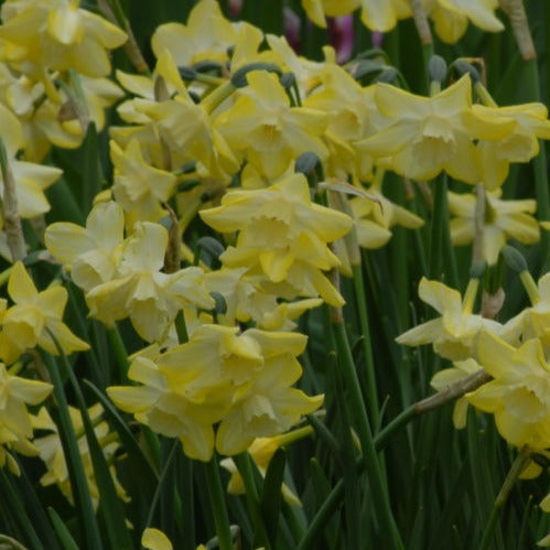 Buy Narcissus 'Pipit' Bulbs online UK