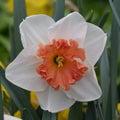 Buy Narcissus 'Precocious' Bulbs online UK