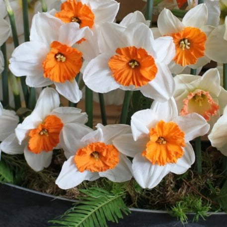 Buy Narcissus 'Professor Einstein' Bulbs online UK
