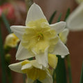 Buy Narcissus 'Prom Dance' Bulbs online UK