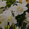 Buy Narcissus 'Pueblo' Bulbs online UK
