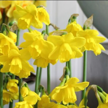 Buy Narcissus 'Quail' Bulbs online UK