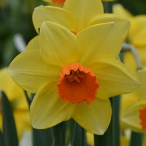 Buy Narcissus 'Red Devon' Bulbs online UK