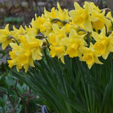 Buy Narcissus 'Rijnveld’s Early Sensation' Bulbs online UK