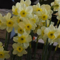 Buy Narcissus 'Rikki' Bulbs online UK