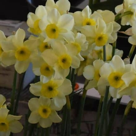 Buy Narcissus 'Rikki' Bulbs online UK