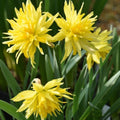 Buy Narcissus 'Rip Van Winkle' Bulbs online UK