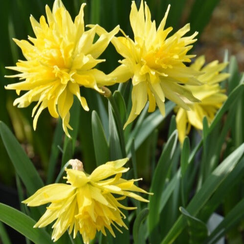 Buy Narcissus 'Rip Van Winkle' Bulbs online UK