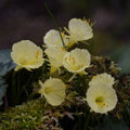 Buy Narcissus romieuxii 'Julia Jane' Bulbs online UK