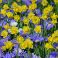 Buy Narcissus 'Roundita' Bulbs online UK
