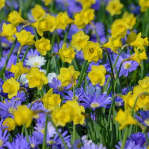 Buy Narcissus 'Roundita' Bulbs online UK