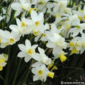 Buy Narcissus 'Sailboat' Bulbs online UK