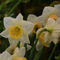 Buy Narcissus 'Salome' Bulbs online UK