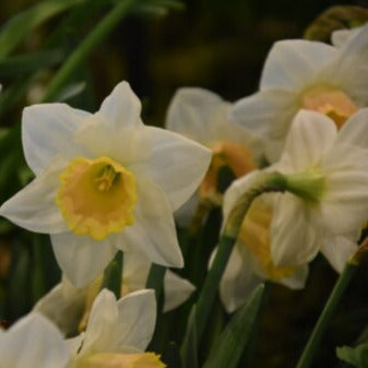 Buy Narcissus 'Salome' Bulbs online UK
