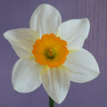 Buy Narcissus 'Sempre Avanti' Bulbs online UK
