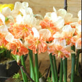 Buy Narcissus 'Shrike' Bulbs online UK