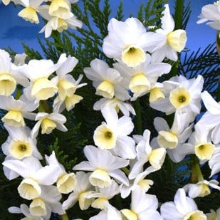 Buy Narcissus 'Silver Chimes' Bulbs online UK