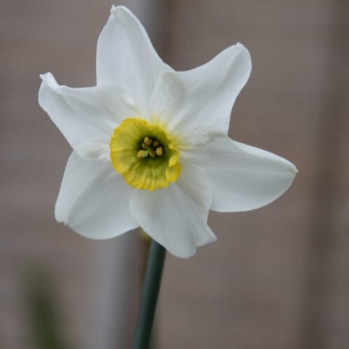 Buy Narcissus 'Sinopel' Bulbs online UK