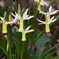 Buy Narcissus 'Snipe' Bulbs online UK