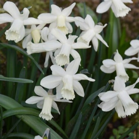 Buy Narcissus 'Snow Baby' Bulbs online UK