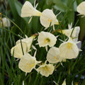Buy Narcissus 'Spoirot' Bulbs online UK