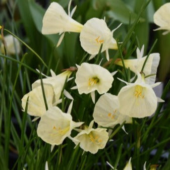 Buy Narcissus 'Spoirot' Bulbs online UK
