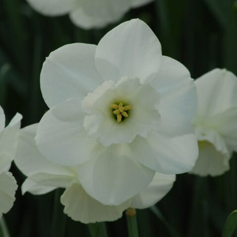 Buy Narcissus 'Stainless' Bulbs online UK
