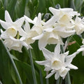 Buy Narcissus 'Starlight Sensation' Bulbs online UK