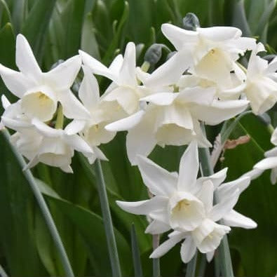 Buy Narcissus 'Starlight Sensation' Bulbs online UK